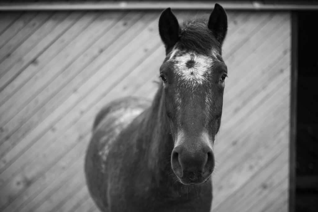 LUCKY, Youngster, Dieb, Mix-Pony